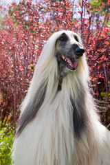 Dog breed  Afghan Hound on nature on a background of red leaves and green grass