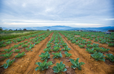 farming and gardening view 