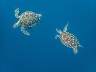 Two green sea turtles (chelonia mydas) seen circling each other near the surface. Moalboal, Cebu, Philippines.