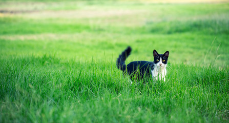 Obraz na płótnie Canvas Black and white cat sitting in the grass