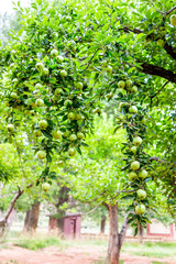 Hanging unripe green apples fruit for picking on tree branch vertical view in orchard in summer in Capitol Reef National Monument in Utah