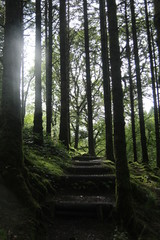Woodland steps