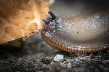 funny hungry gourmand snail slug eating cep mushroom macro close up