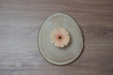 Eine apricotfarbene Gerbera auf Baumscheibe auf Holztisch als Tischdeko von oben