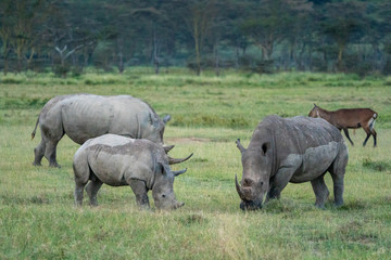 Obraz premium White Rhino Family - Lake Nakuru Kenya