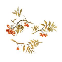 rowan branch with leaves and berries, set, watercolor illustration isolated - obrazy, fototapety, plakaty