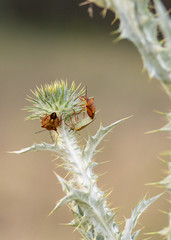 Three wood bugs walking on top of a field thistle