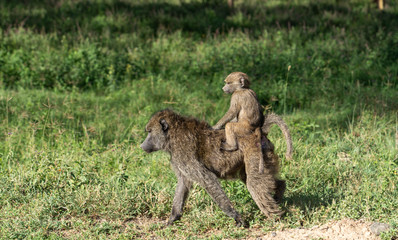 Baby Baboon Hitching A Ride - Lake Nakuru Kenya