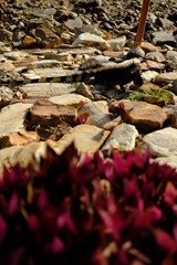 Rocks pattern and flowers