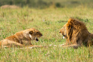 Lions In Conversation - Masai Mara