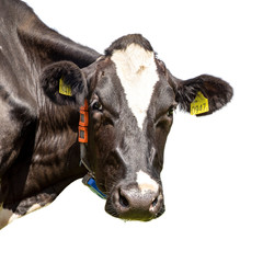 Isolated on white background, cow looking around the corner, close up of a head of a spotted pretty cow with ear tags.