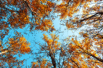 Orange birch tree with a blue sky on autumn forest. Nature beauty background
