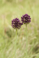 Allium sp wild red and green garlic with unfocused grass background in a meadow