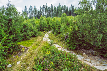 Coniferous forest, Orava, Slovakia
