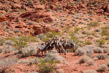 Bighorn sheep walking around in the Valley of Fire State Park