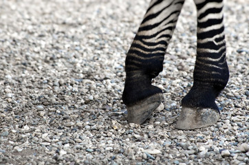 Zebra legs on sandy background