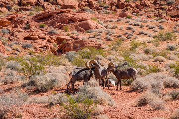 Bighorn sheep walking around in the Valley of Fire State Park