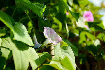 blühende Kletterpflanze, Windengewächs