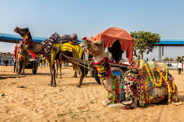 Camels at the annual Pushkar Camel Fair in India