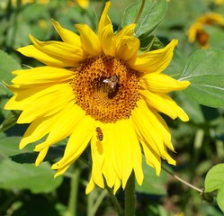 A close view of the bees on the sunflower in the field.