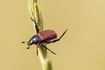 Anthoplia floricola small brown beetle balancing on a grass