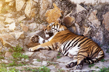 Tiger lying down in zoo