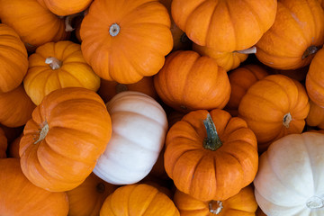 pumpkins for sale at the market