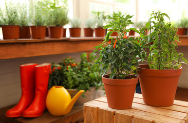 Seedlings in pots on wooden crate indoors, space for text. Gardening tools