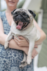 Happy pug dog in the arms of unidentifiable woman