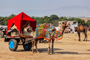 Camel taxi. Pushkar Mela (Pushkar Camel Fair). Pushkar, Rajasthan, India