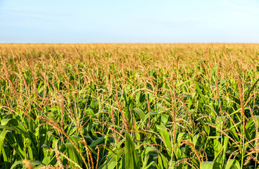 Obraz premium Beautiful view of corn field on sunny day
