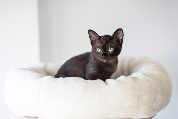 Cute dark brown kitten, purebred Burmese, on a white background