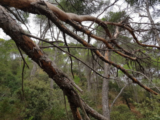 Fototapeta premium Deforestazione