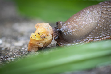 funny hungry gourmand snail slug eating cep mushroom macro close up