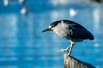 Black-crowned night heron with a blazing red eye perched on a wooden pole, one foot lifted, above the blue water of the marina. 