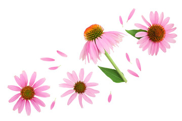 Coneflower or Echinacea purpurea isolated on white background with copy space for your text. Top view. Flat lay - obrazy, fototapety, plakaty