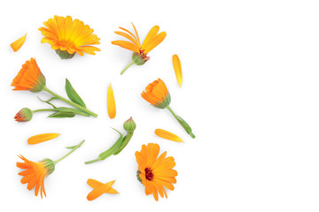 Obraz na płótnie Canvas Calendula. Marigold flower isolated on white background with copy space for your text. Top view. Flat lay pattern