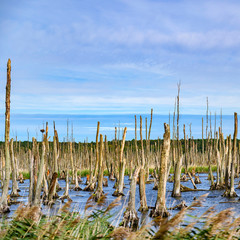 Moorland in the Peenetal, Germany near the isle Usedom, where a dead forest is seen, consisting...