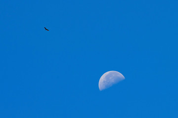 Eagle, big half moon saw in Red Rock Canyon