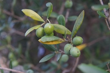Fototapeta premium Oliven am Baum 