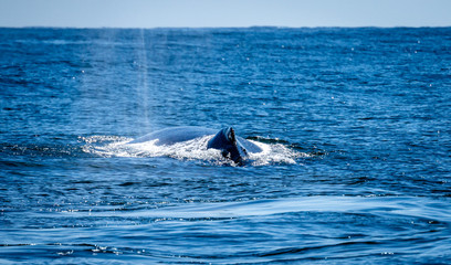 Fototapeta premium A humpback whale spouting against the blue ocean and sky.