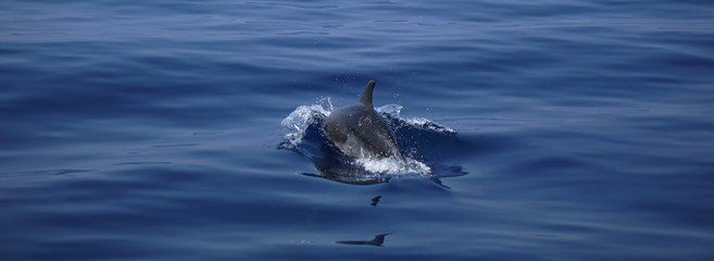 Dolphin jumping into the water in the mediterranean sea © Diana