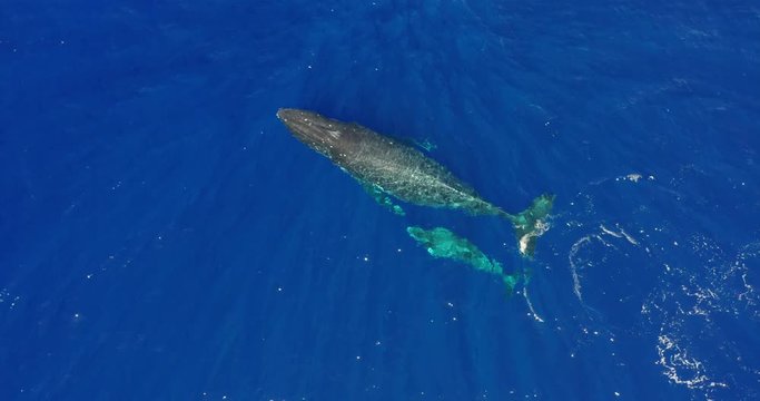 Aerial shot of whales family are swimming in the blue ocean or sea. Concept: Nature, holiday, love the family.