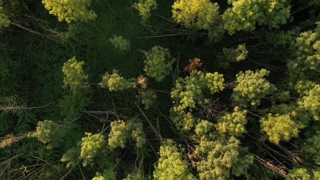 Above the green forest