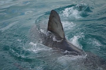 Great white shark fin in south africa near gaansbai