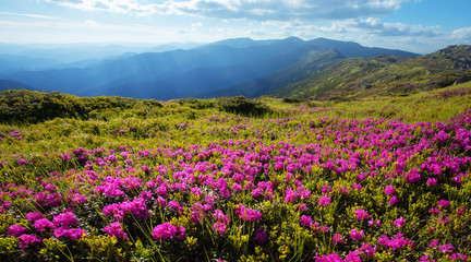 Pink rhododendron flowers covered mountains meadow in summer time