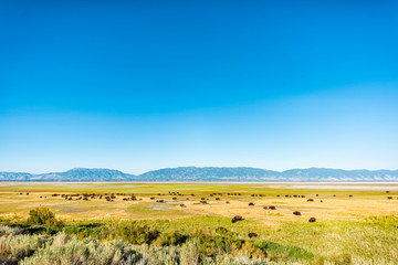 Wide angle view of bison herd in valley high angle in Antelope Island State Park in Utah in summer...
