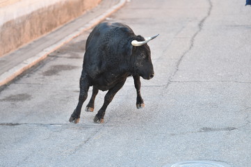 bull in spain with big horns in traditional spectacle on bullring