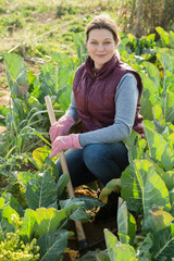 Woman planting on beds with cauliflower