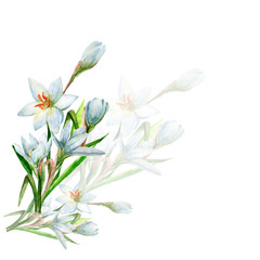 Bouquet of white watercolor flowers..Pattern on white and colored background.